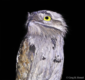Northern Potoo; Calakmul, Campeche, Mexico