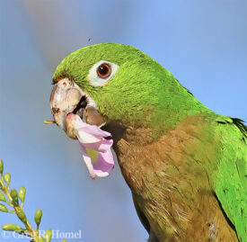 Olive-throated Parakeet; Campeche, Mexico
