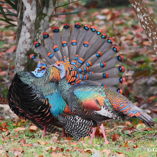 Ocellated Turkey; Parque Nacional Tikal, Petén, Guatemala