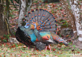 Ocellated Turkey; Parque Nacional Tikal, Petén, Guatemala