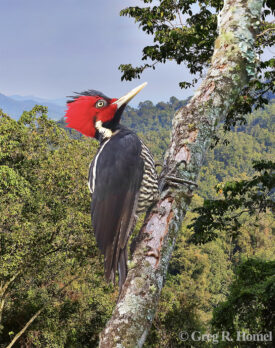 Pale-billed Woodpecker; Calakmul, Campeche, Mexico