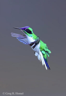 Purple-crowned Fairy