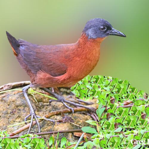 Ruddy Crake; Río Lagartos, Yucatán, Mexico