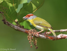 Rufous-browed Peppershrike; Río Lagartos, Yucatán, Mexico