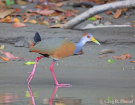 Russet-naped Wood-Rail; Calakmul National Park, Campeche, Mexico