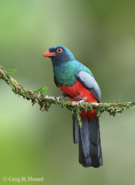 Slaty-tailed Trogon; Calakmul, Campeche, Mexico