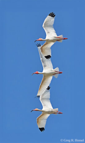 White Ibis; Ría Lagartos Natural Park, Yucatán, Mexico