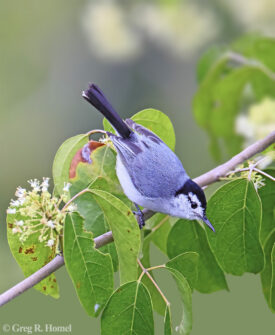 White-browed Gnatcatcher