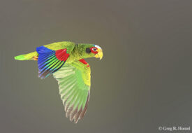 Yellow-lored (Yucatan) Amazon (endemic); bridge over the Tren Maya, Puerto Calakmul, Campeche, Mexico