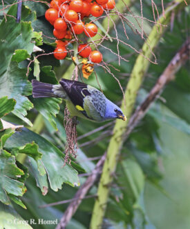 Yellow-winged Tanager; Calakmul, Campeche, Mexico