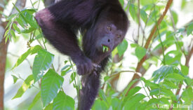 Yucatan Black Howler-Monkey; Calakmul, Campeche, Mexico