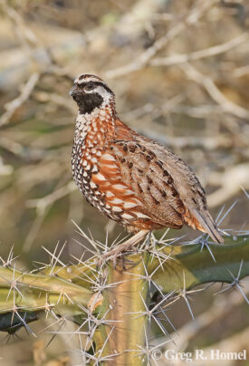 Yucatan Bobwhite (regional endemic); Rancho San Salvador, Yucatán, Mexico