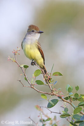 Yucatan Flycatcher (regional endemic); near Río Lagartos, Yucatán, Mexico