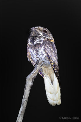 Yucatan Nightjar (endemic); Ría Lagartos Natural Park, Yucatán, Mexico