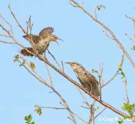 Yucatan Wren (regional endemic); near Río Lagartos, Yucatán, Mexico