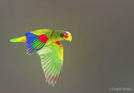 Yucatan (Yellow-lored) Amazon (Yucatán endemic); Reserva Biosfera Calakmul, Campeche, Mexico